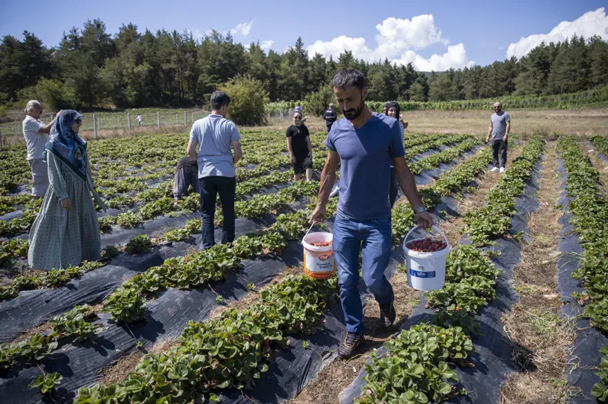Marketten almak yerine tarladan topluyorlar | Hafta sonu ailelerakın ediyor: “Bu aromayı Türkiye'nin başka yerinde bulma şansınız yok” 1 Marketten almak yerine tarladan topluyorlar | Hafta sonu ailelerakın ediyor: “Bu aromayı Türkiye'nin başka yerinde bulma şansınız yok” 1