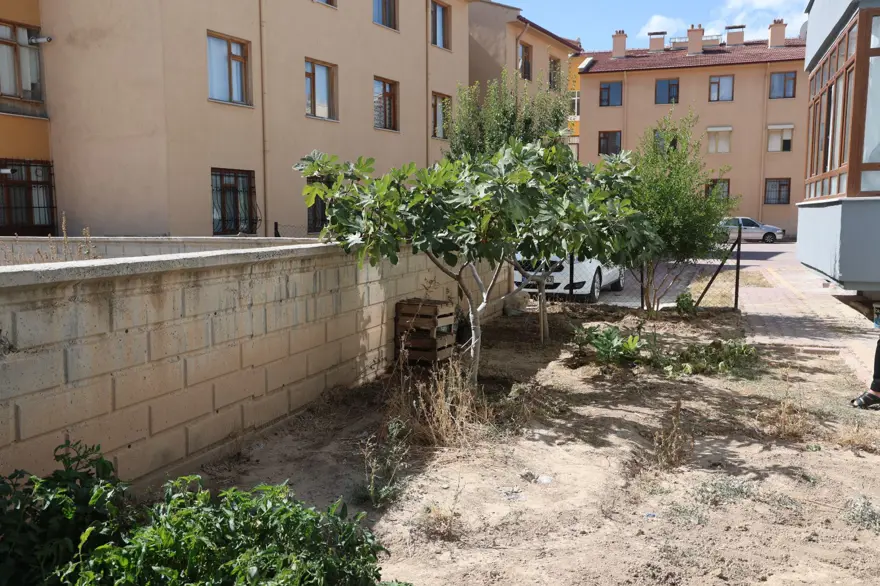 Konya'da yetişmesi zor olan meyveyi apartman bahçesinde yetiştirdi 1 Konya'da yetişmesi zor olan meyveyi apartman bahçesinde yetiştirdi 1