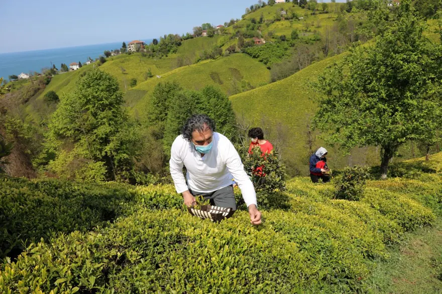 "GÜNLÜK 500 GRAM TOPLANABİLİYOR" 5 "GÜNLÜK 500 GRAM TOPLANABİLİYOR" 5
