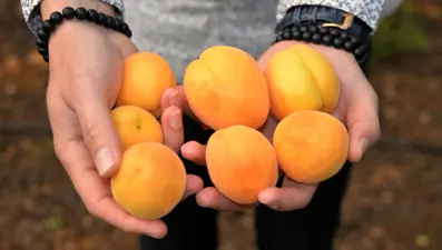 Mersin'de ilk hasadı yapılan kayısı 100 TL'den alıcı buldu