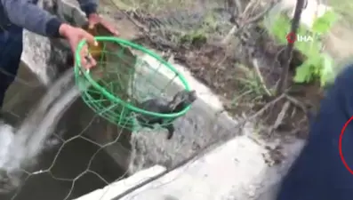 Su kanalındaki 4 tilki yavrusunu köylüler kurtardı