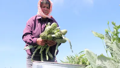 Tarladan sofralara geliyor: Tezgahta tanesi 50 TL