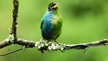 Kolombiya'da "yarısı erkek, yarısı dişi" olan mutant kuş fotoğraflandı