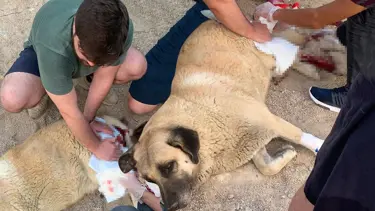 Evin önünde havladı diye köpeği bıçakladı