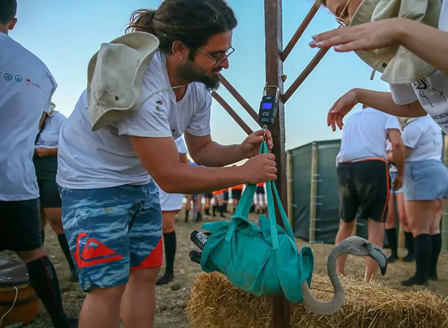 İzmir'de halkalanan yavru flamingoların yaşamı takip edilecek 7 İzmir'de halkalanan yavru flamingoların yaşamı takip edilecek 7
