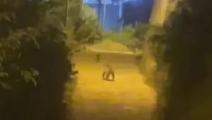 Gümüşhane'de şehir merkezine ayı indi