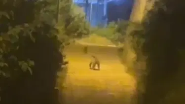 Gümüşhane'de şehir merkezine ayı indi