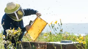 Üretici bal fiyatı artsın istiyor