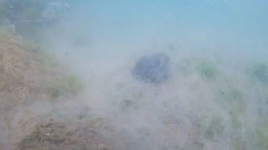 Deniz dibini saran 'Deniz salyası' görüntülendi 4