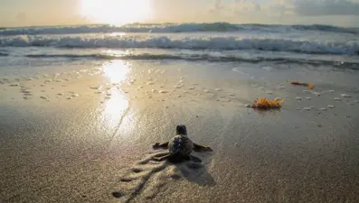 Caretta carettalar ilk adımlarını attı! İki ayda 14 bin kaplumbağa denize ulaştı