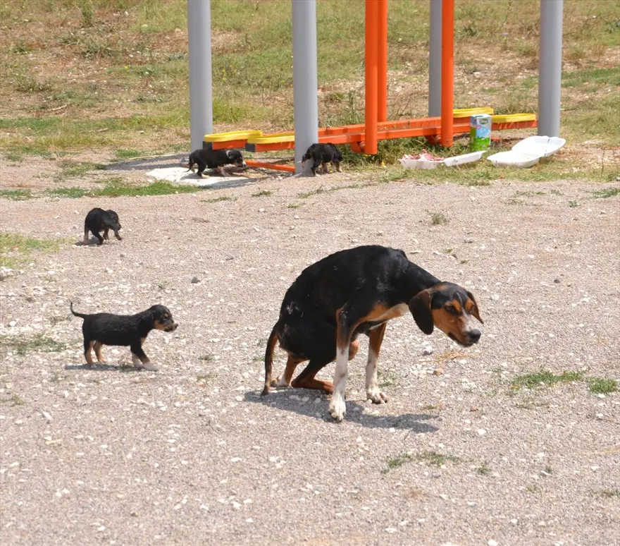 Yaralıyken bile yavrularını emzirmeye devam etti 7 Yaralıyken bile yavrularını emzirmeye devam etti 7