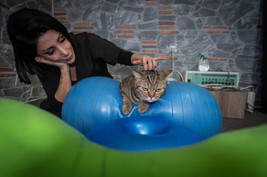 Obez kedi Simba: Pilates yaparak, havuzda yüzerek zayıflamaya çalışıyor 10