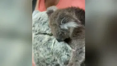 Öksüz koala, oyuncak ayıyı annesi zannetti