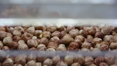 Fındık hasadı bitti: Sıra kırma ve kavurma işinde