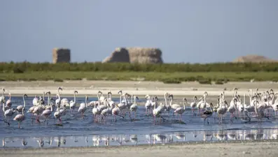 Kuraklık, Van Gölü Havzası’ndaki flamingoların konaklamaalanını da değiştirdi