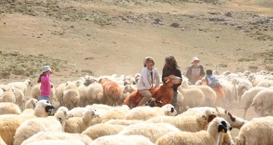 Kars yöresinin en eski geleneklerinden birisi: Koç katımı nedir? 