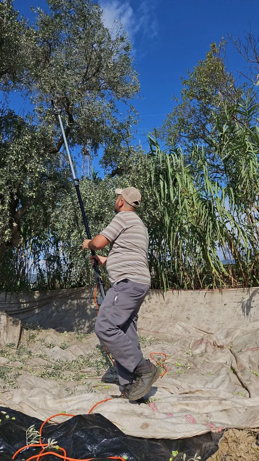 Hasat dönemi başladı: "Şifa niyetine tüketilmesi gereken bir gıda" 2 Hasat dönemi başladı: "Şifa niyetine tüketilmesi gereken bir gıda" 2
