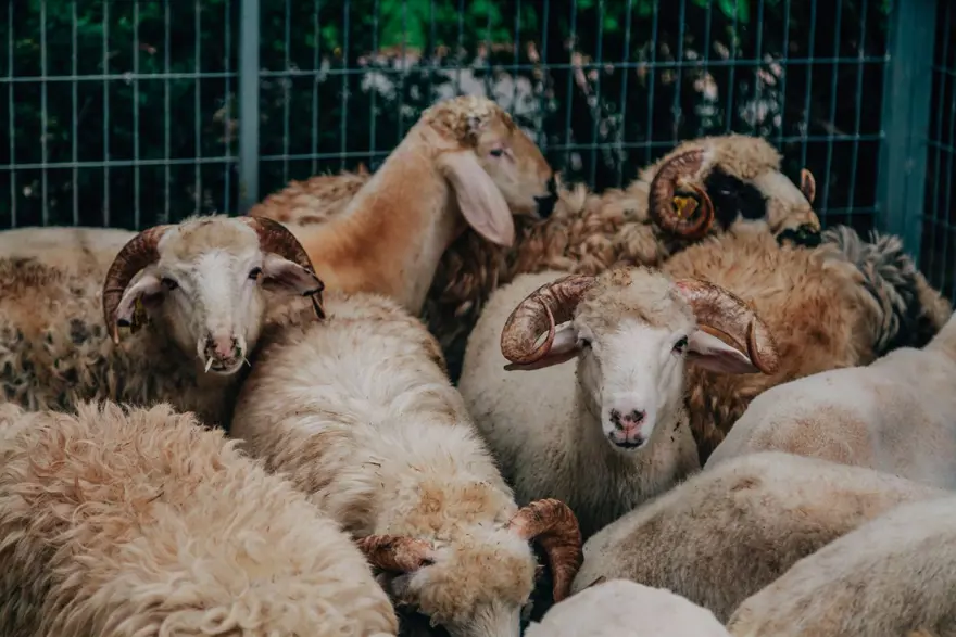 KURBAN BAYRAMI'NIN ÖNEMİ VE ANLAMI 3