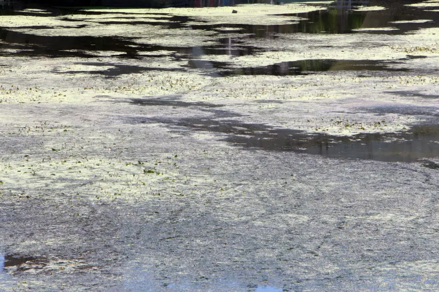 Debi düştü, Tunca Nehri yosunla kaplandı 1