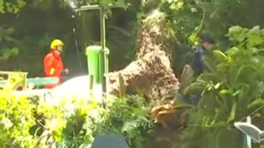 Portekiz'deki festivalde facia: Kiliseden çıkanların üzerine ağaç devrildi