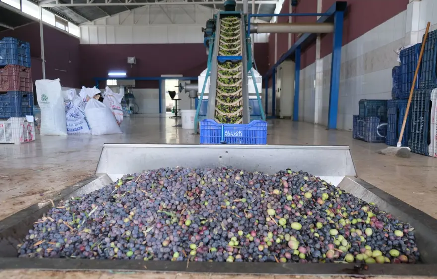 DOĞAL VE ORGANİK 4