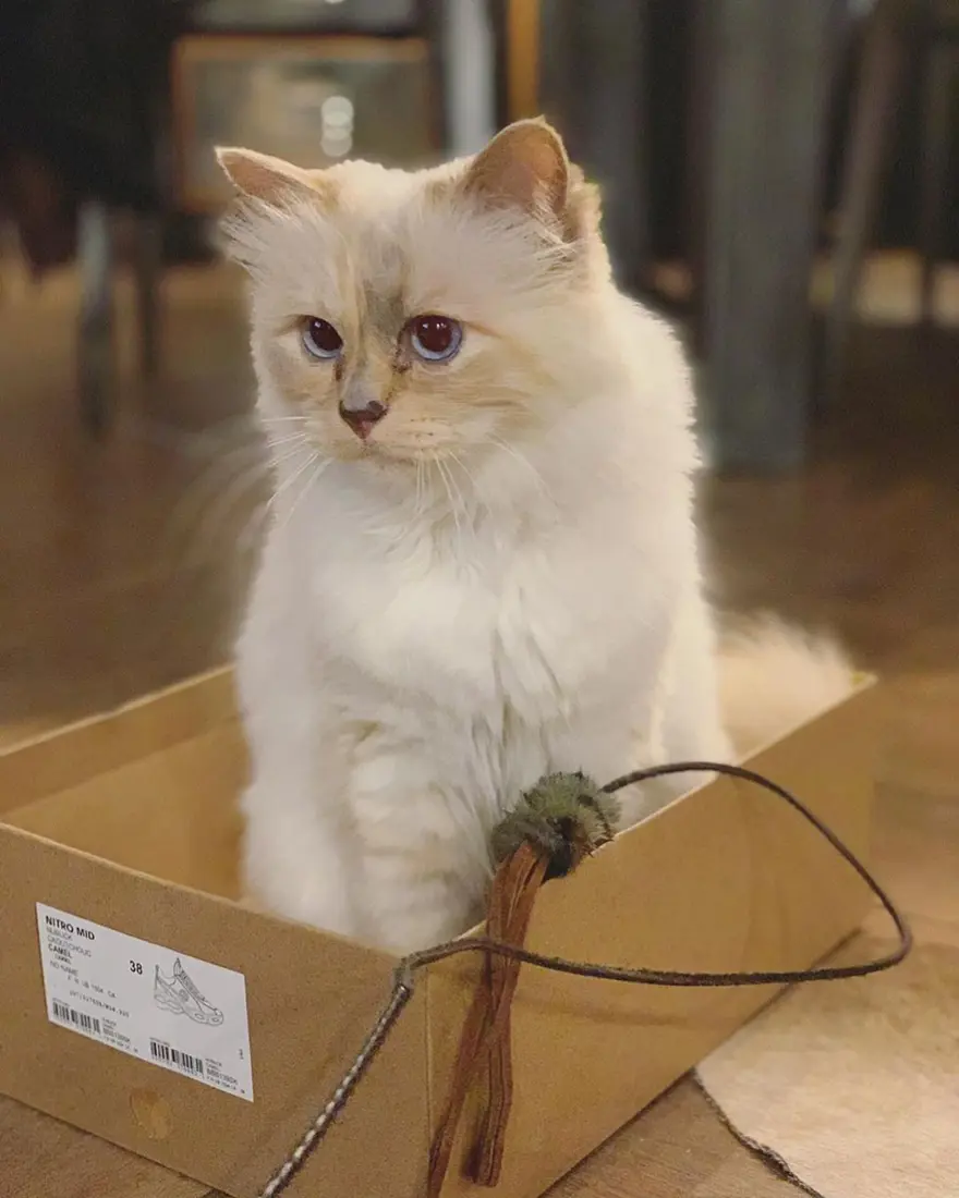 Karl Lagerfeld'in kedisi Choupette mirasın tadını Paris'te çıkarıyor 8 Karl Lagerfeld'in kedisi Choupette mirasın tadını Paris'te çıkarıyor 8