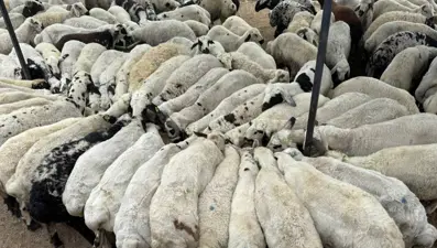 Adana'da şap hastalığı görüldü, hayvan hareketliliği durduruldu