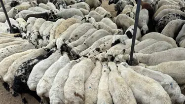 Adana'da şap hastalığı görüldü, hayvan hareketliliği durduruldu