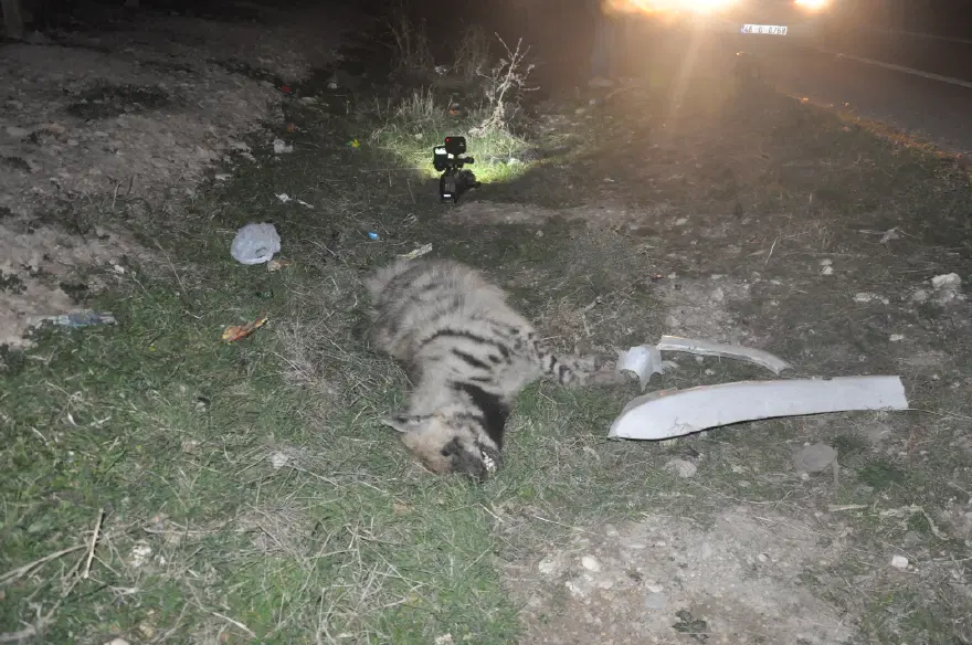 Otomobilin çarptığı çizgili sırtlan öldü 2 Otomobilin çarptığı çizgili sırtlan öldü 2
