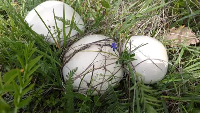 Zehirlenme vakalarında artış: Masum görünse de ölümcül olabiliyor