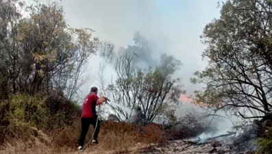Bursa'da zeytinlikte yangın