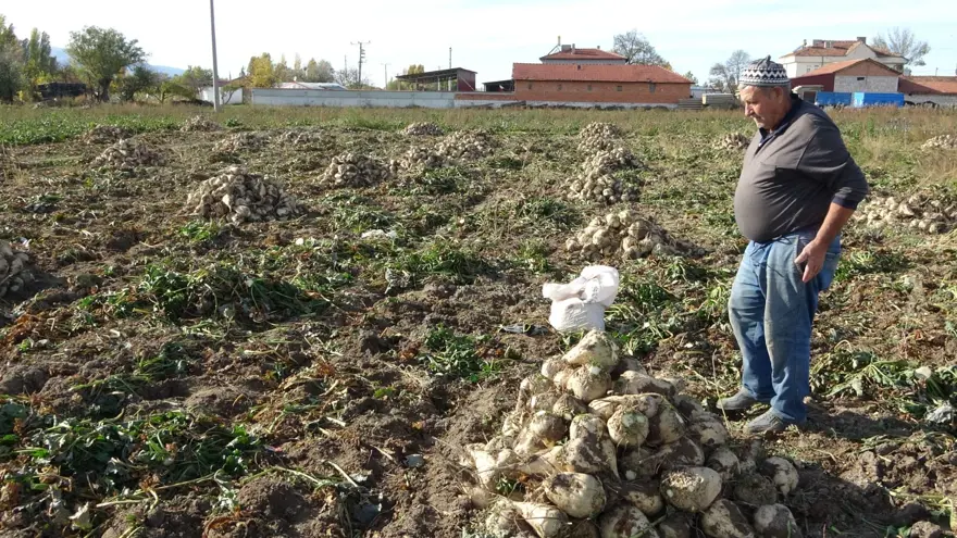 Söküm mesaisi başladı: Tarladan fabrikaya gönderiliyor 5