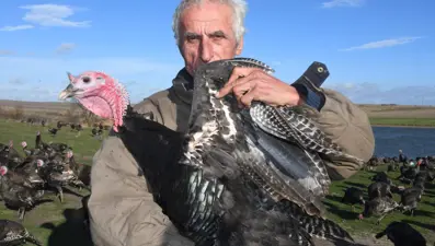 Yılbaşı hindileri satışa çıktı (Fiyatı kaç lira olacak?)