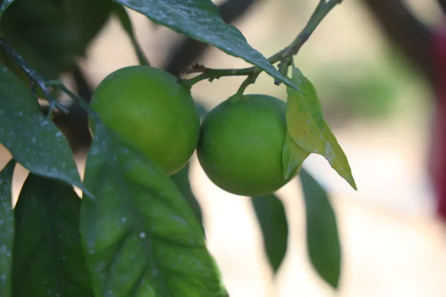 Tarlada fiyatı: 30 TL ile 40 TL arasında: Kuraklık etkiledi, rekolte kaybı var 1