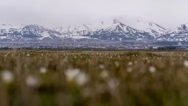 Erzurum'da baharın müjdecisi kardelenler açmaya başladı