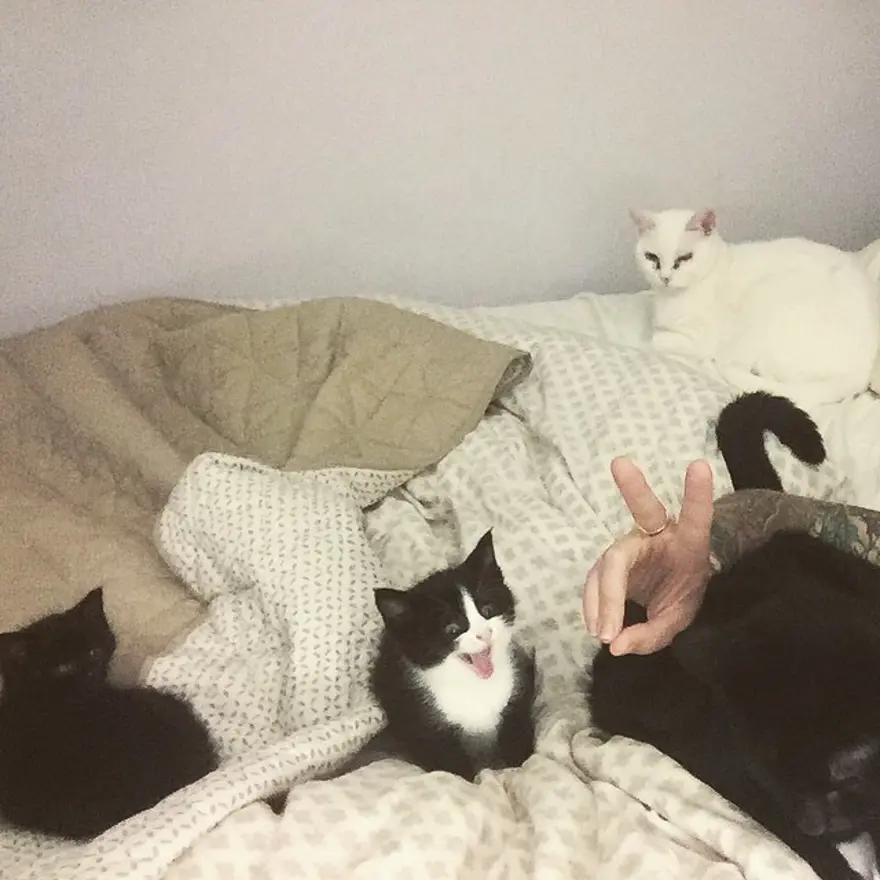 Hayatını kedileri kurtarmaya adadı 176