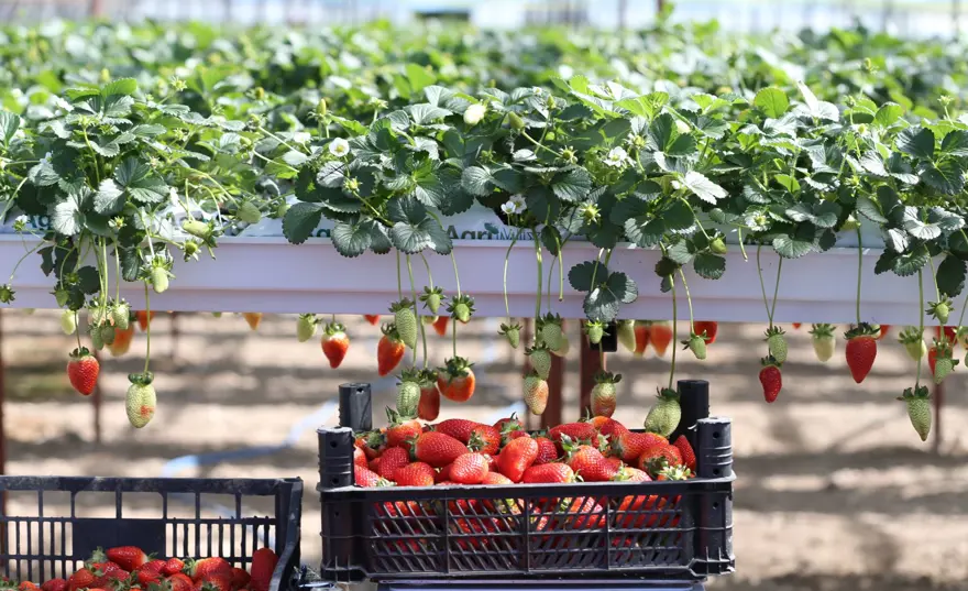 Sıfırdan başladılar, kendi işlerinin patronu oldular: 2 arkadaş kurdukları serada üretiyor 8