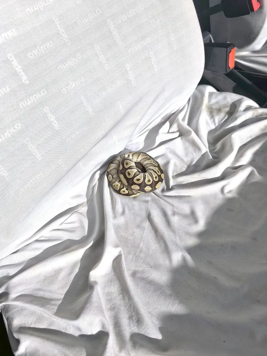 Asayiş uygulamasında ilginç an: Cebinden piton çıktı! 3