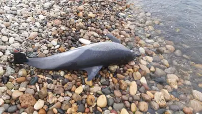 Ordu'da ölü yunus sahile vurdu