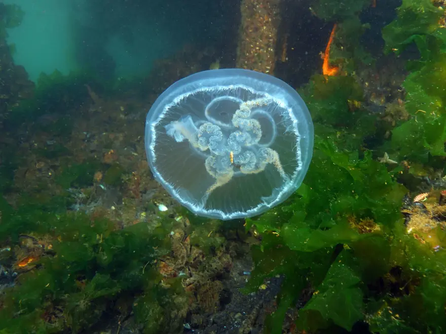 Marmara'da görülen ay denizanası için uyarı 2 Marmara'da görülen ay denizanası için uyarı 2