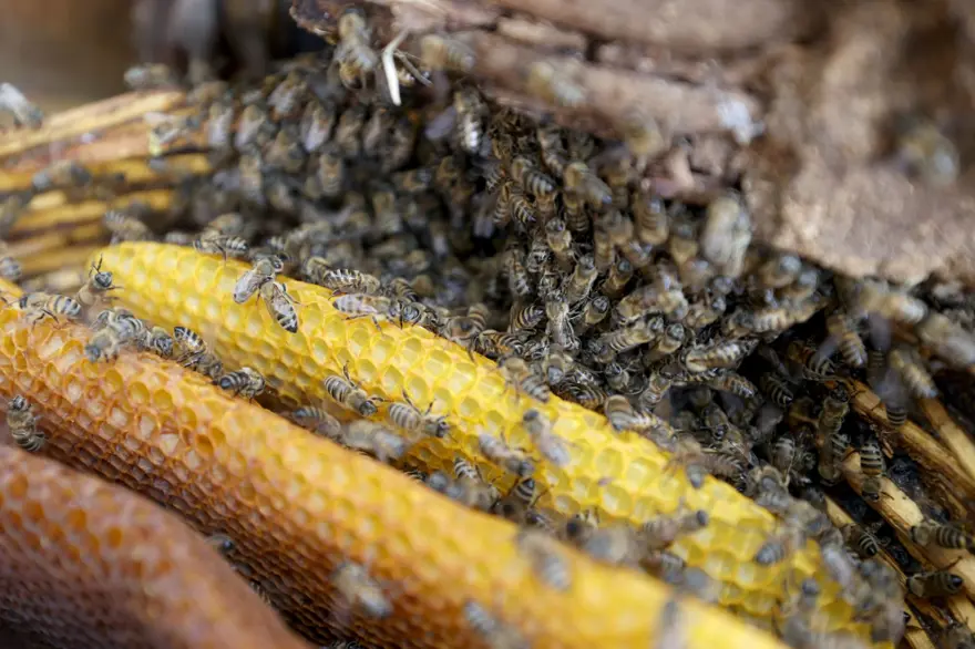 63 yaşında, 30 yıldır üretiyor: Kayınpederinden kalmıştı, kilosu bin 750 lira 5