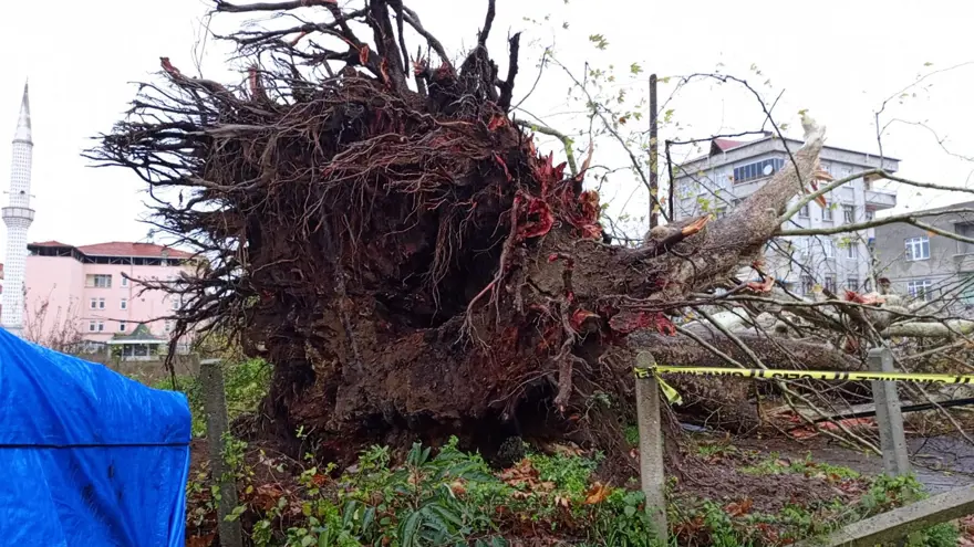 Fırtına 650 yıllık çınarı yıktı geçti 6
