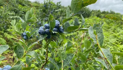 Herkes ona "likapa" diyor! Son yıllarda taleplere yetişemiyorlar, hücreleri genleştirip yaşlanmayı durduruyor