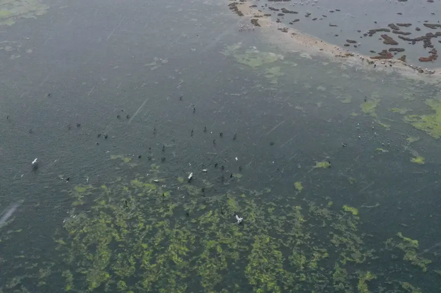 Balık ölümlerinden sonra şimdi de yosun kirliliği 4 Balık ölümlerinden sonra şimdi de yosun kirliliği 4