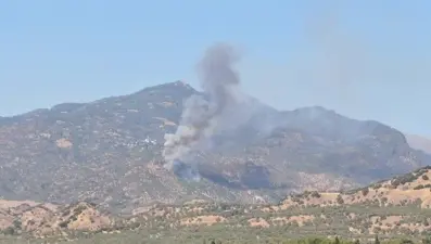 Aydın'da zeytinlik yangını