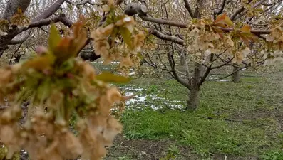 Kraliyet kirazı bu yıl çok az olacak: Zirai don verimi düşürdü