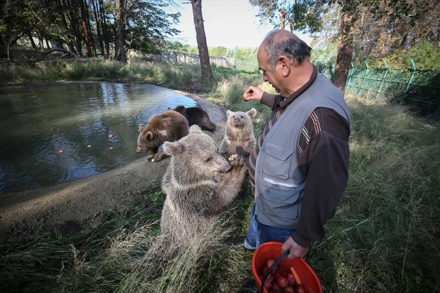 Türkiye'nin tek ayı barınağı Ovakorusu'nun maskotu oldular 3