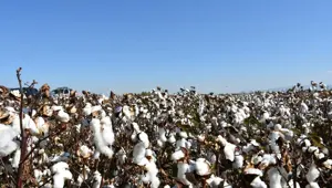 Üretim rakamları dikkat çekti: Hasadı sürüyor