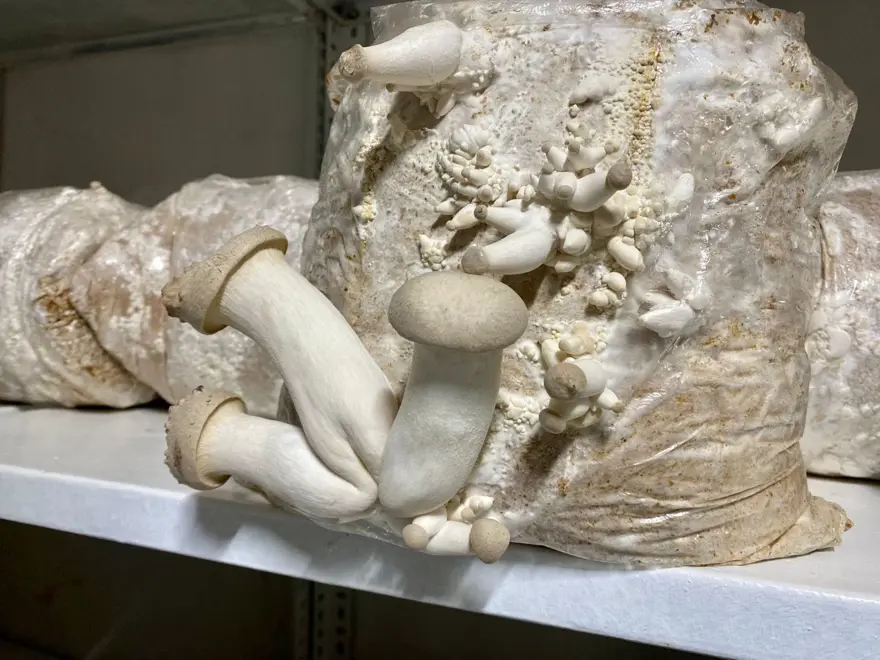 YERLİ ÜRETİCİLER İÇİN İHRACAAT FIRSATI 5