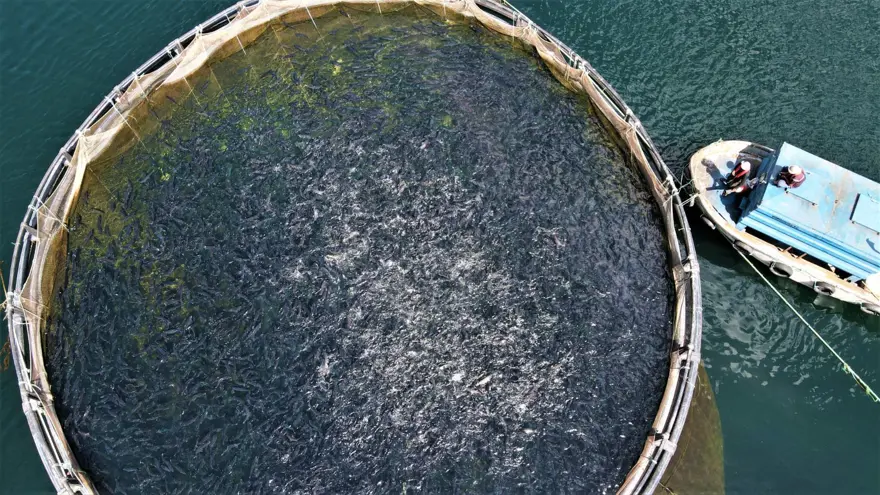 Elazığ'dan dünyaya Türk Somonu 6